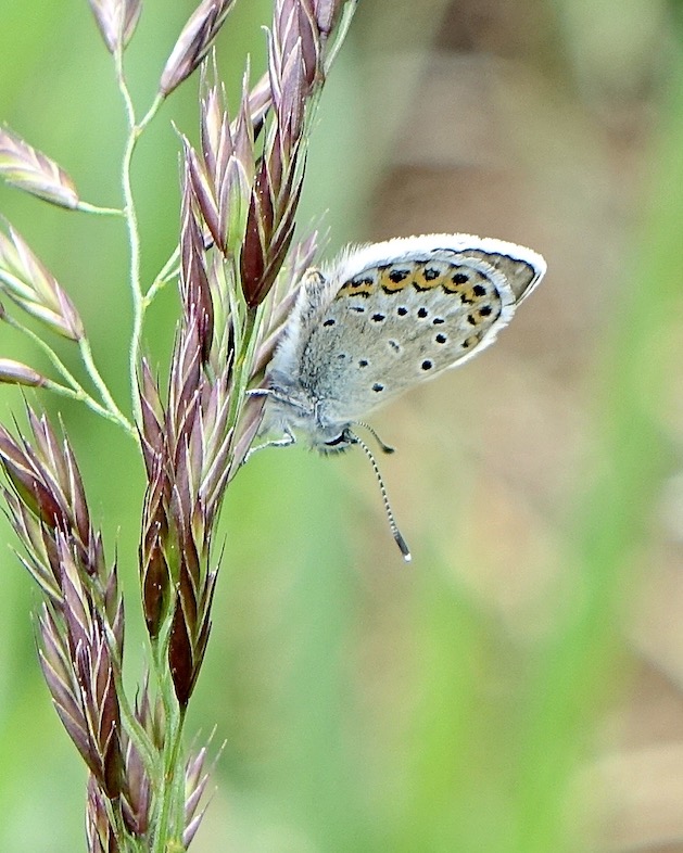 Idas blue